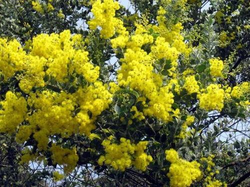 金合欢视频成人,见证成年的成长轨迹