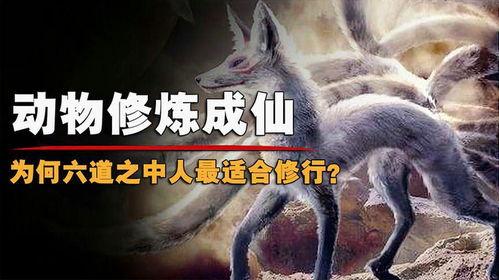 成人狐狸视频播放,揭秘神秘诱惑背后的故事