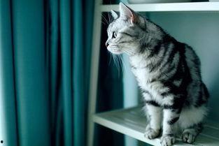 猫拍成人类视频