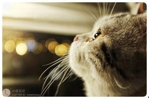 猫拍成人类视频