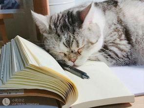 猫拍成人类视频